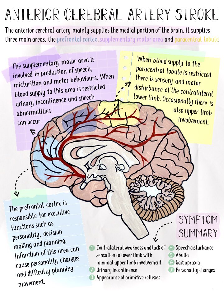 Scott Border (@scottborder1) on Twitter photo The amazing Cara is back doing what she does best, making her distinctive and striking infographics for Soton Brain Hub. ๐๐ Check out her full collection of โold school notesโ on our website
<a href="/UoS_Medicine/">Southampton Medicine</a> <a href="/AnatEducPodcast/">AnatEducPodcast</a>
๐๐๐๐
sotonbrainhub.co.uk/Old-School-Notโฆ The amazing Cara is back doing what she does best, making her distinctive and striking infographics for Soton Brain Hub. ๐๐ Check out her full collection of โold school notesโ on our website
<a href="/UoS_Medicine/">Southampton Medicine</a> <a href="/AnatEducPodcast/">AnatEducPodcast</a>
๐๐๐๐
sotonbrainhub.co.uk/Old-School-Notโฆ
