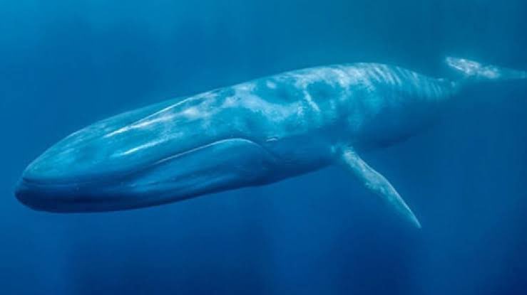 BangEmus179's tweet photo. Tahukah kamu? Paus biru dikategorikan sebagai makhluk terbesar dibumi,bahkan berat paus biru muda mencapai 50.000kg dan dewasa bisa sampai 150.000kg.             Tapi tahukah kamu berat paus biru tak sebanding dengan beratnya rindu untuk bertemu kamu https://t.co/AqQJO6VyRN