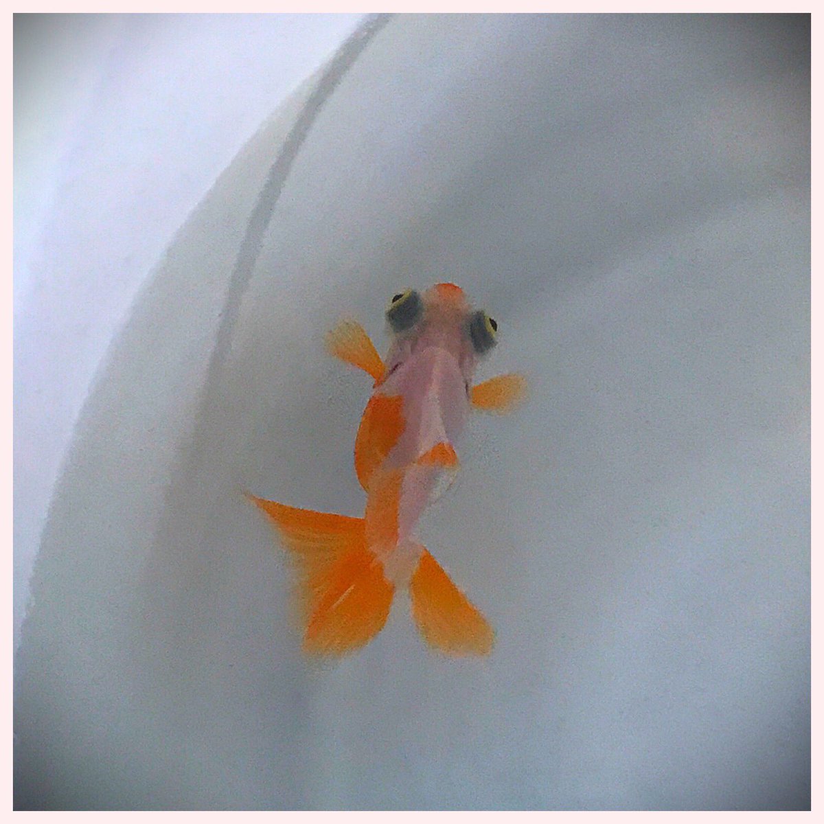 徳丸 金魚垢 ミルちゃんちょっといじめっ子だから1日隔離