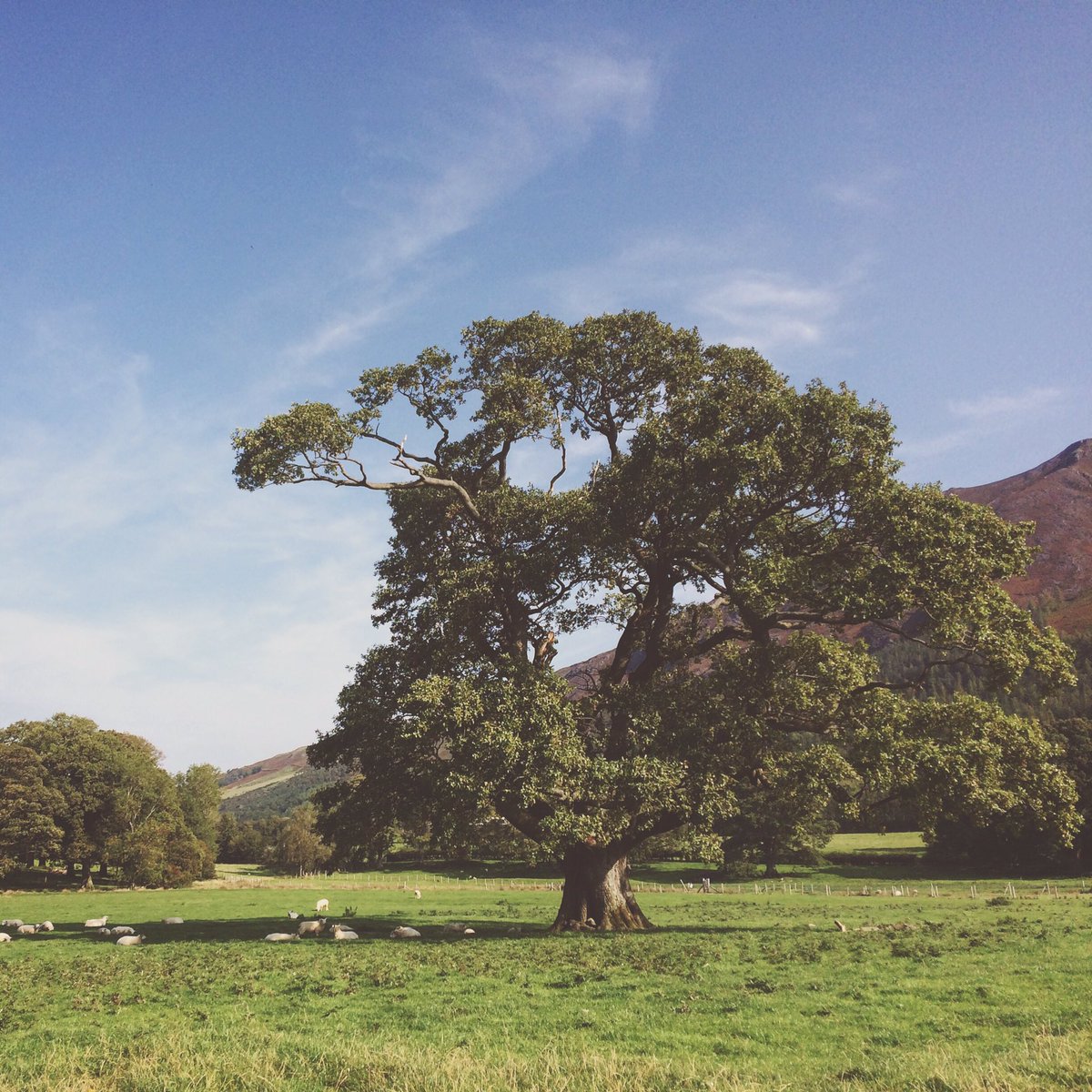 JamSponge1664's tweet photo. The Lake District is lovely 🌳⛰ (Also, hey Twitter, it’s been what, like three years?🤷🏼‍♀️) #NaturePhotography https://t.co/LCZzpXStl4