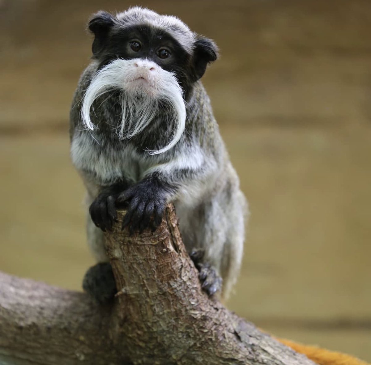 lovetheearther's tweet photo. 🥺 Uh-oh not prepared for Monday 🙊
#cute #tamarin #adorable #animals #cuteanimals #babyanimals #mondayblues #mondaymood #sundaymood #sundayselfie #emperortamarin #newworldmonkey #primates #primatesoftwitter
https://t.co/2YDBnVFggO https://t.co/cGaUZKUE2j