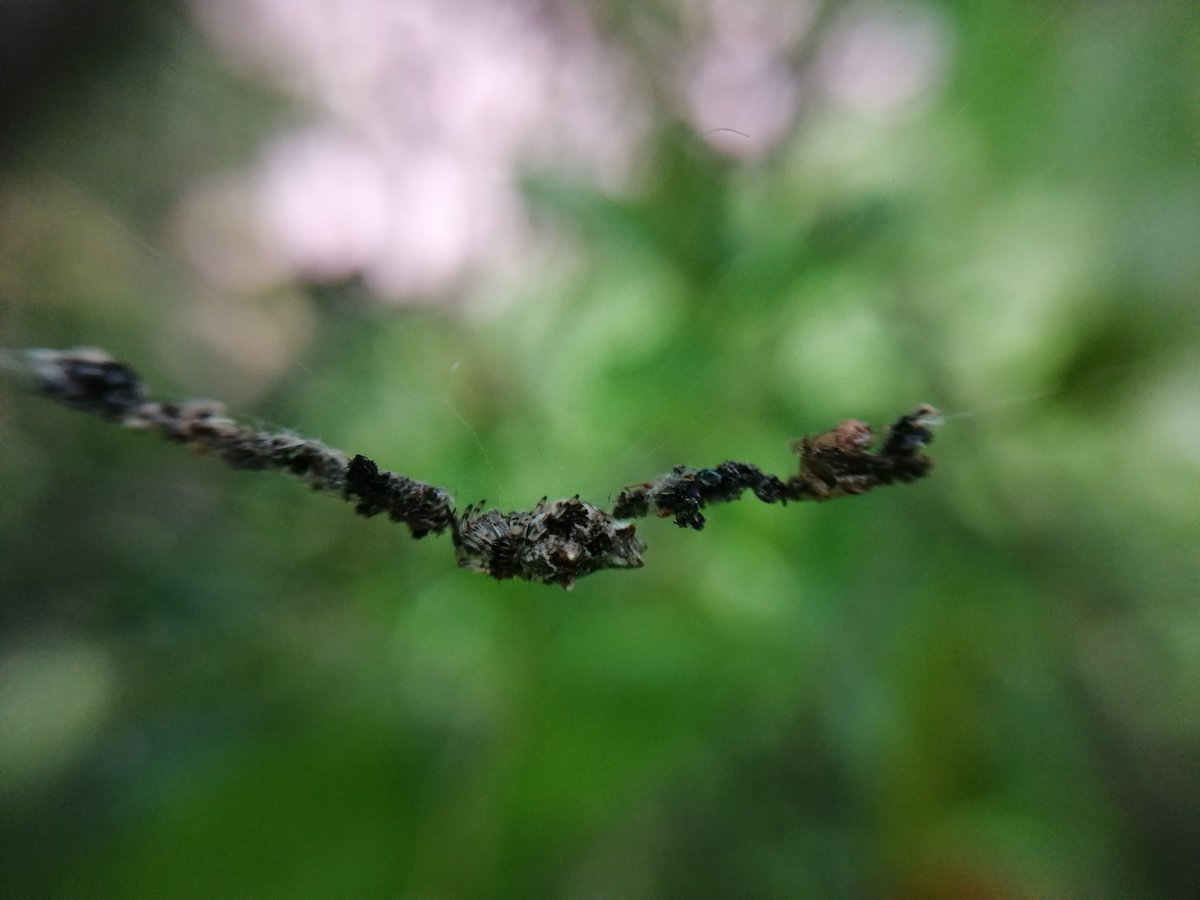 AuraArlob's tweet photo. Día 4 del #Arachtober.
Una #cyclosa también llamada alineadoras de deshechos, vive feliz en un árbol de granada. ¿Logras distinguirla? 👀
#AracnOctubre
#CuidemosALasArañas https://t.co/4OZRWN5JZ1