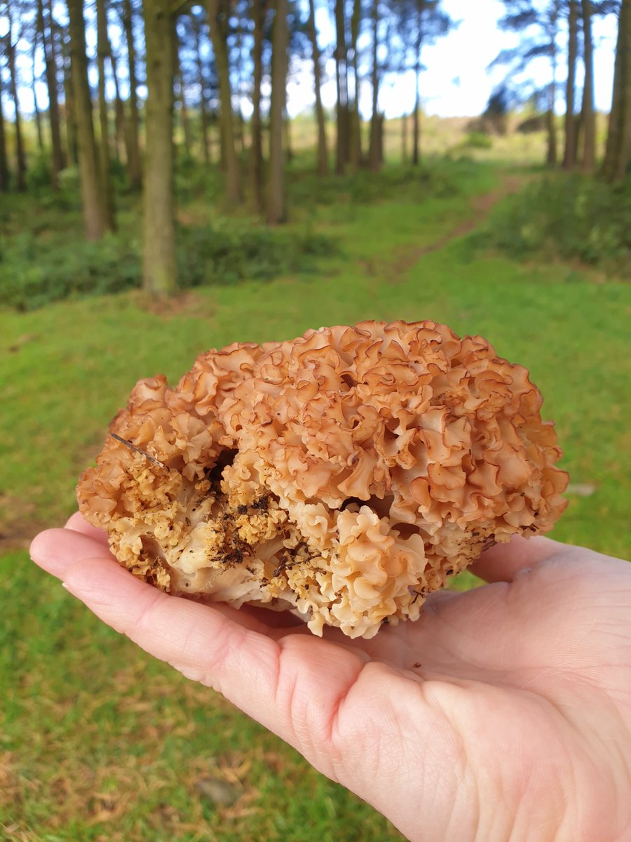 Cauliflower fungus #foraging #derbyshire #getoutside