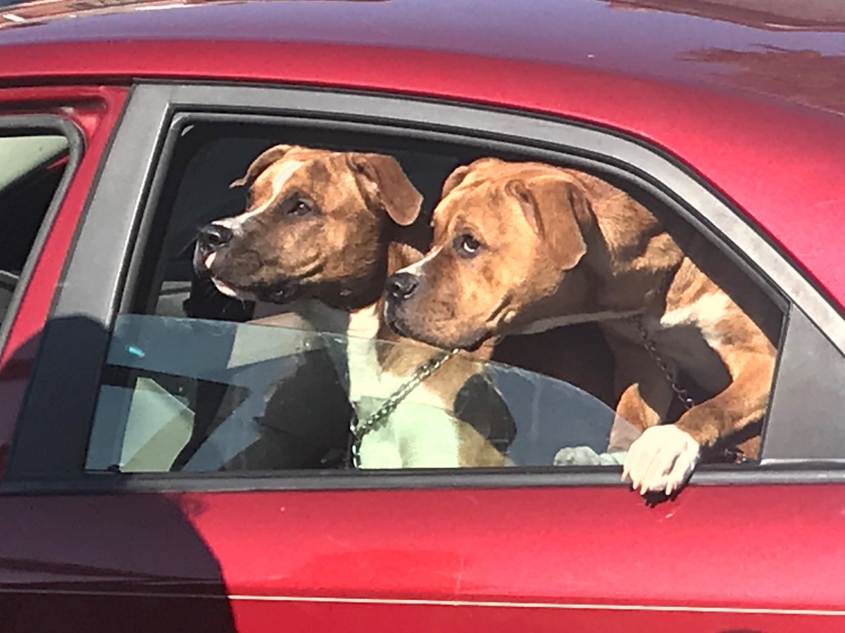 bbnatrona's tweet photo. @AnimalProtectrs helped 60+ animals yesterday at our second Rabies, Distemper &amp; Microchipping Clinic at #NatronaCommunityPark - nearly a 200% increase over last year's event. Thx to the shelter staff &amp; volunteers &amp; the Harrison Township Commissioners for supporting the event. https://t.co/RBG0oBvXjF