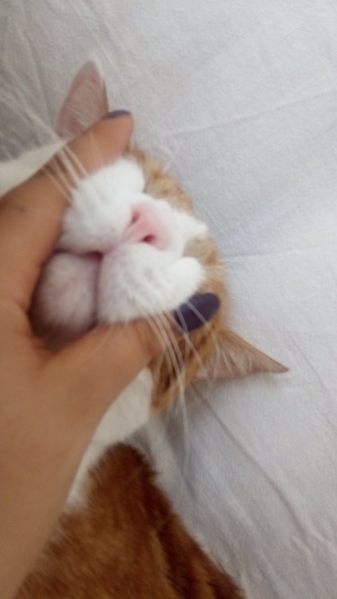 Bugün #4EkimHayvanlarıKorumaGunu seni çok özledim oğlum.. benden ayrilali 267 gün oldu