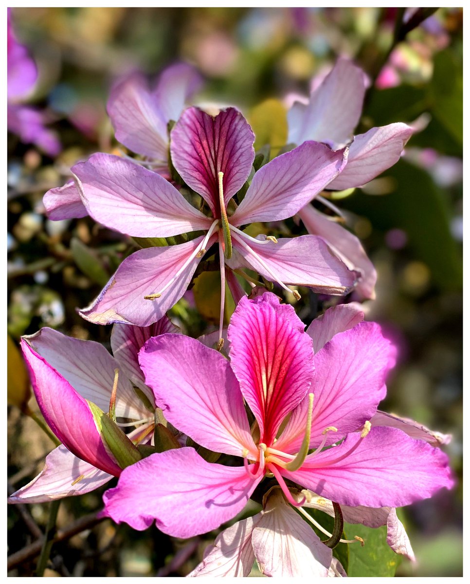 claire_said_hi's tweet photo. #Azaleas are flowering and looking gorgeous🌸 #newgrowth #springflowers #pinkflowers #azaleasinbloom #photography https://t.co/piYxhhHyf0 https://t.co/H7OujVf0Pd