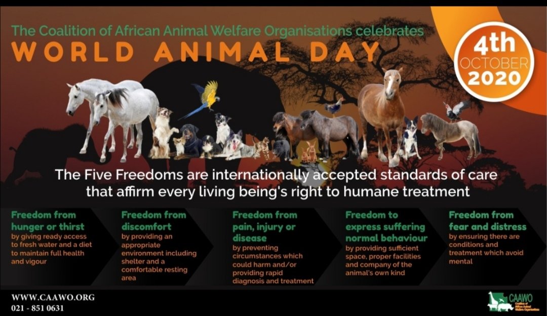 #WorldAnimalDay #WorldAnimalDay2020