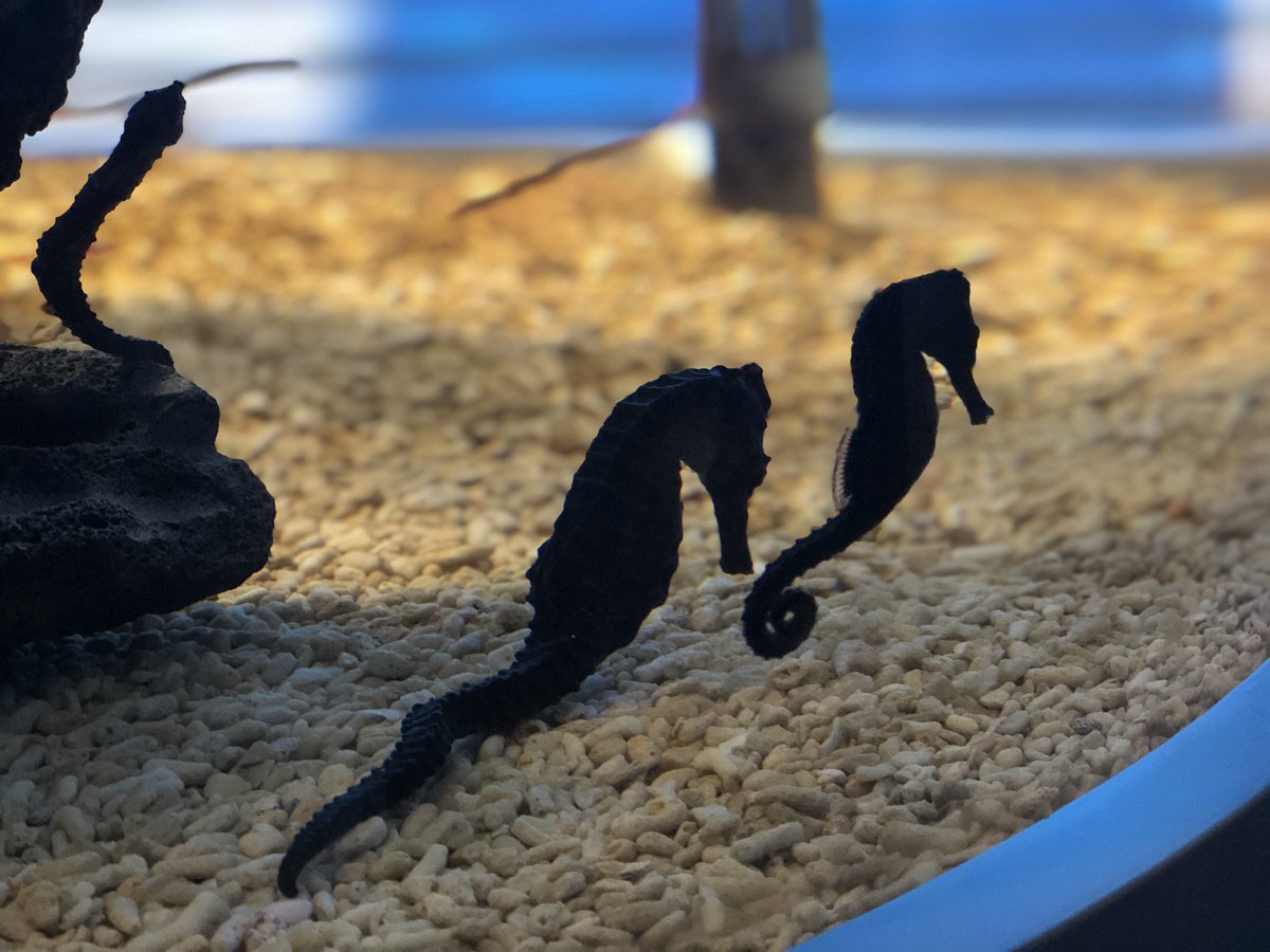 Shell Shell7494 Twitter