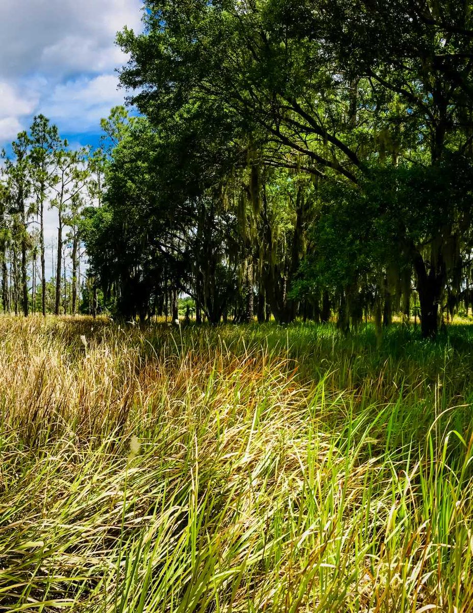 Oikos_Journal's tweet image. Clonal integration enhances performance of an invasive grass (Estrada et al. 2020)

doi.org/10.1111/oik.07…
@wileyecology @NordicOikos #cogongrass #clonal #integration #invasionmechanisms #stableisotopes #translocation #carbon #photosynthate #plants