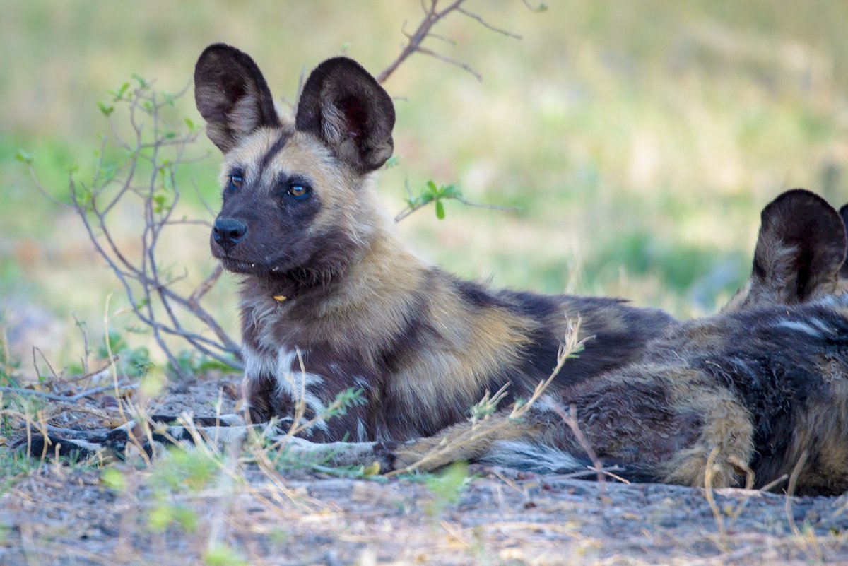 BrayVet's tweet photo. To celebrate World Animal Day today, on Netflix, watch David Attenborough: A Life on Our Planet. 90 mins of celebration of the wonders of animals &amp; nature. Puts it all in perspective plus his ideas on what we can do now to avoid the global threat to the wilderness around us. https://t.co/R3iqNuYI0C