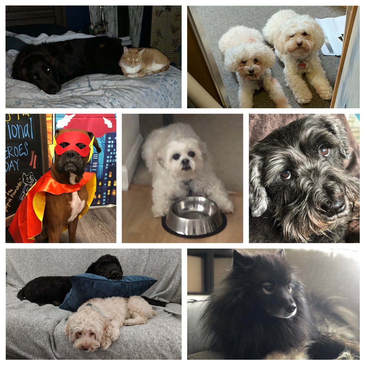 The_LASSI's tweet photo. In celebration of World Animal Day, meet some of the LASSI staff's furry counterparts! We love our pets! ❤️🐾🐶🐱 #thelassi #lassiskin #worldanimalday https://t.co/IH76nx6vyX