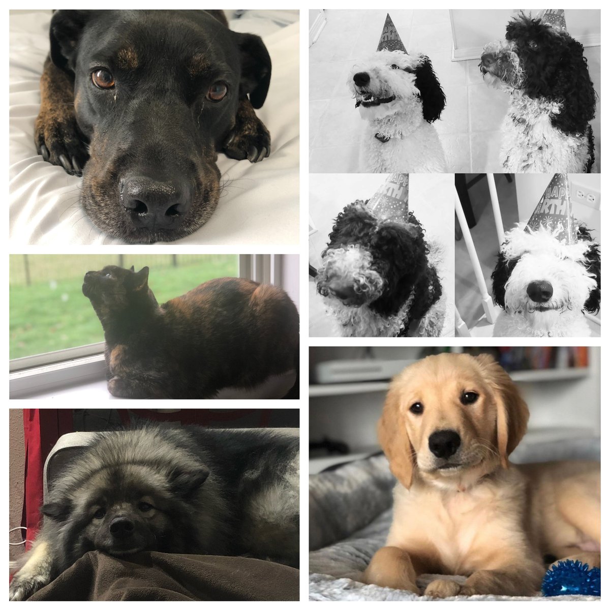 The_LASSI's tweet photo. In celebration of World Animal Day, meet some of the LASSI staff's furry counterparts! We love our pets! ❤️🐾🐶🐱 #thelassi #lassiskin #worldanimalday https://t.co/IH76nx6vyX