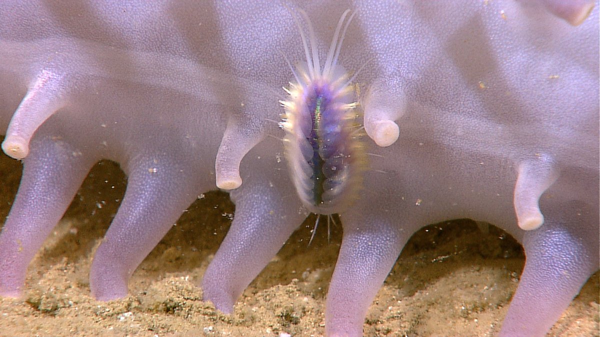 #ImageoftheDay: October 4, 2020: This scaleworm, measuring ~5 cms (2 in) in length, was seen on the belly of a sea cucumber at 1,526 m (5,006 ft) depth while exploring a site within the Coral Triangle.

Full caption: oceanexplorer.noaa.gov/multimedia/dai…