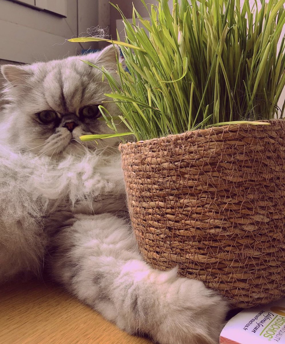 Un bon conseil pour que ton CHAT évite de toucher à tes plantes, c’est de lui acheter de l’herbe à chat tous les mois! Trouvable en jardinerie, fleuriste, supermarché.. un peu partout en fait!! et pour moins de 5€