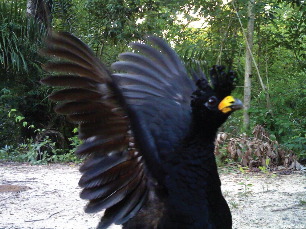 PantheraCats's tweet photo. Brazil's #Pantanal is a unique ecosystem that hosts #jaguars and other #wildcats but also an abundance of other #wildlife including these #SelfieSunday species caught on #cameratrap: crab-eating #fox, #curassow, giant #anteater, and white-lipped #peccary. https://t.co/5Iw5wkpC0P https://t.co/XOsG2YhSSJ
