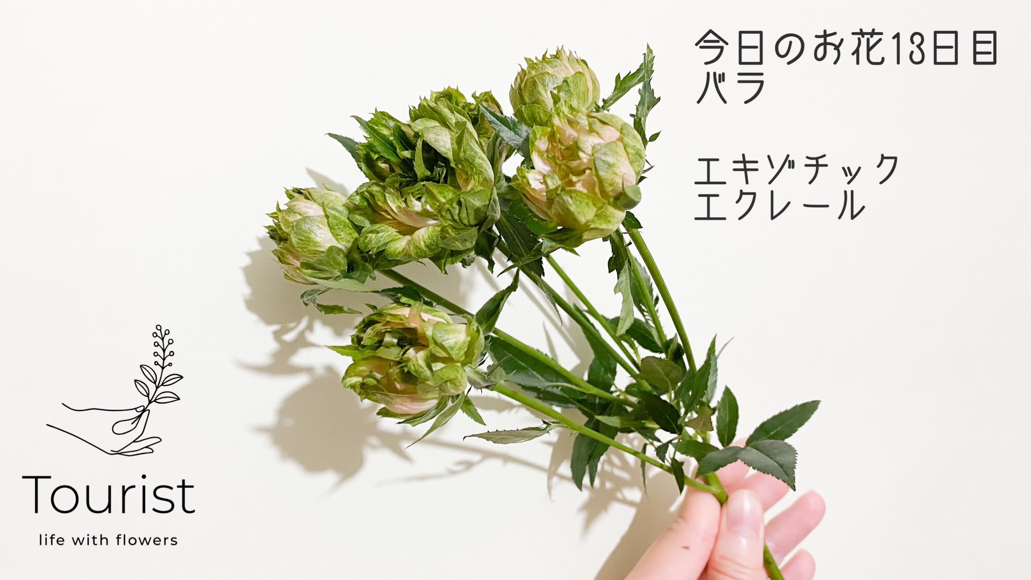 渡邉 友里 フラワーデザイナー 情景を切り取る花屋tourist 今日のお花 13日目 バラ エキゾチックエクレール 花言葉は 愛 あたたかい心 緑色のころんとした花がかわいいバラ エクレール の枝変わり品種のうちの一つだそうです 葉っぱのような