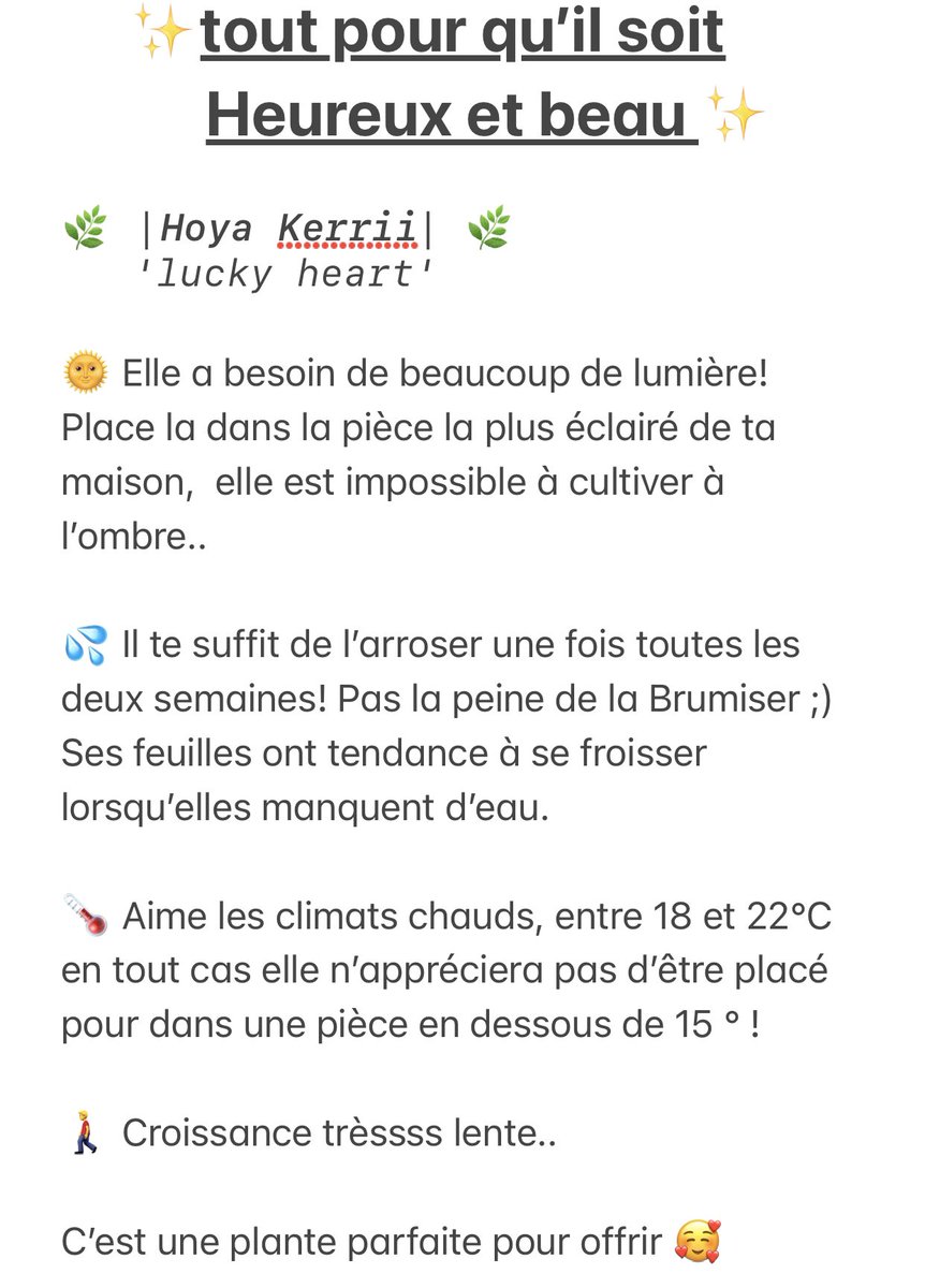 la plante en forme de cœur 