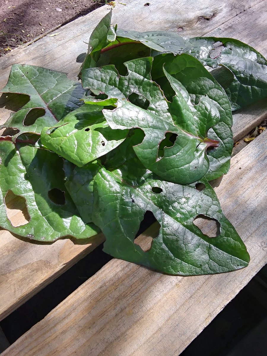 #zerowaste Edible garden produce, pest damage and all! #spinach #GrowYourOwnFood #WhatsInTheYabbaToday