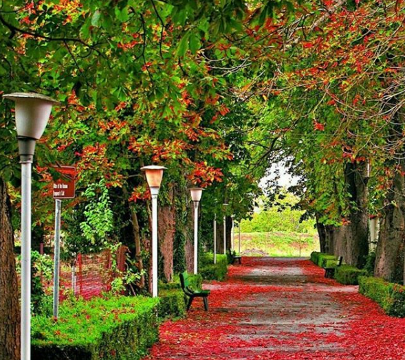 FaridaRahman19's tweet photo. Red flower in road🍁🍁☘️ 🍂
#flowers #flower #flowerphotography #redflower #photography #photooftheday #summer2020
#mygardenflower #redgeranium #redgeraniums #mediterraneanlife https://t.co/AjzIRBerk3