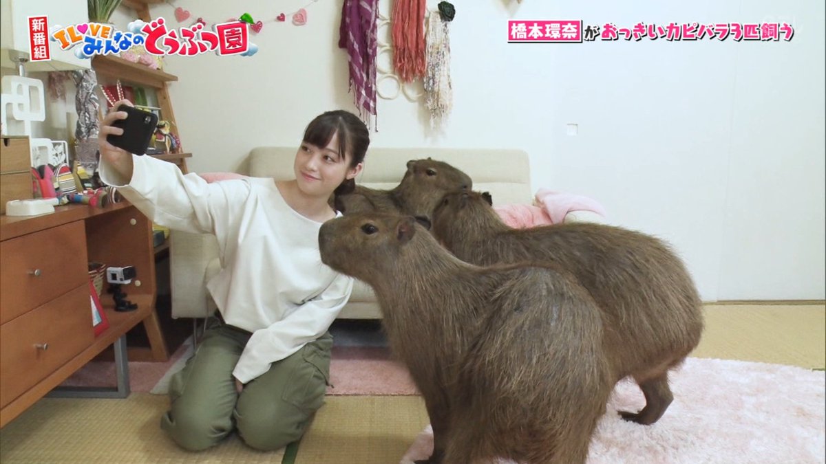niceniitya's tweet photo. 10/3 #みんなの動物園

環奈ちゃんとカピバラ②

カピバラと自撮りする環奈ちゃん❤️

#橋本環奈 https://t.co/cpkfUxElI5