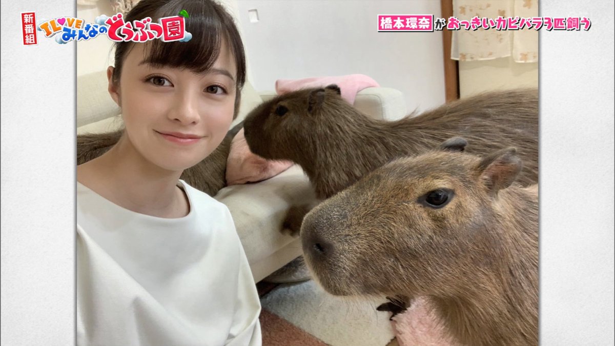 niceniitya's tweet photo. 10/3 #みんなの動物園

環奈ちゃんとカピバラ②

カピバラと自撮りする環奈ちゃん❤️

#橋本環奈 https://t.co/cpkfUxElI5
