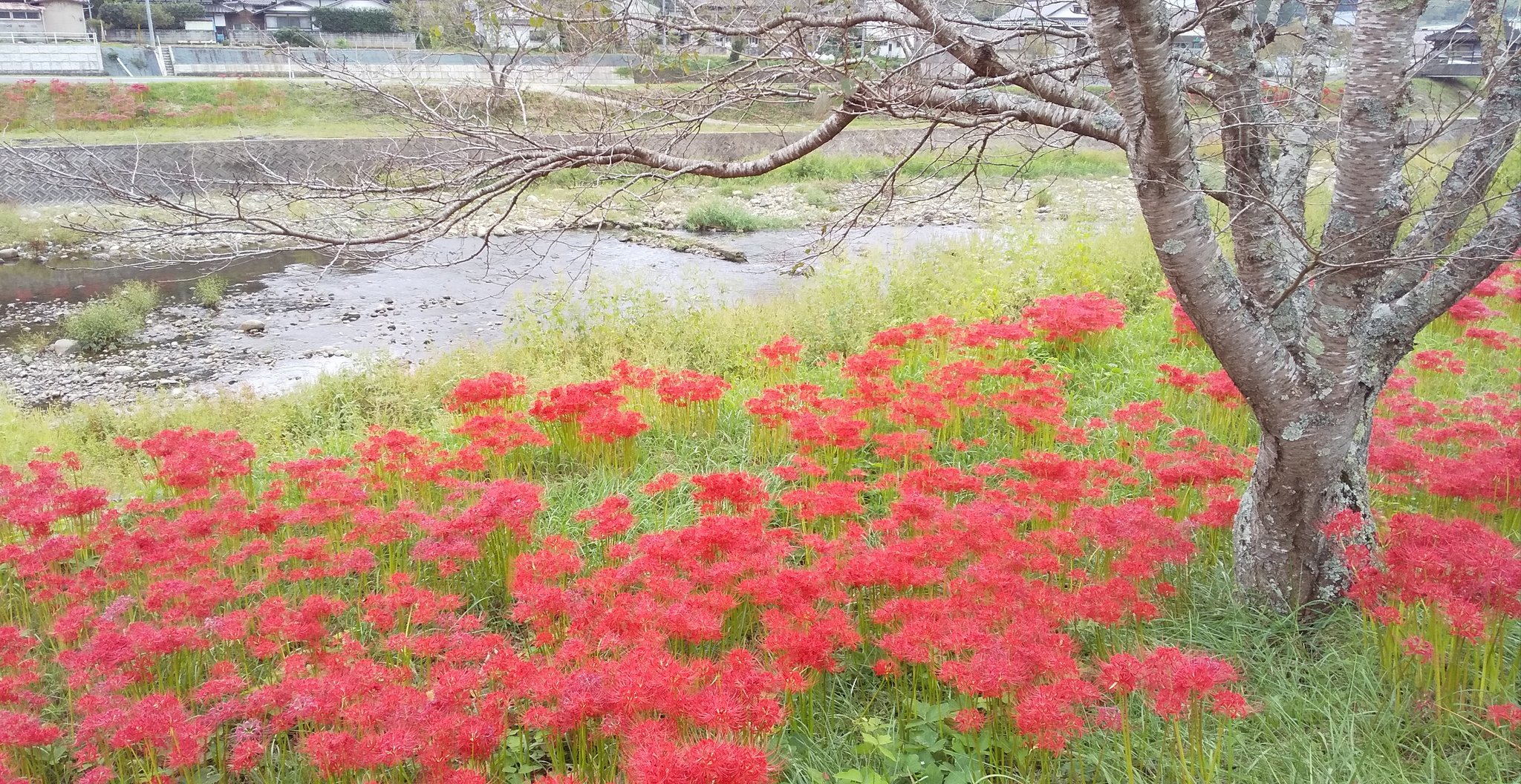Shibaki J 彼岸花を見に岡山市北区建部町近く 久米南町の神目へ 誕生寺川沿いの土手が 真っ赤な彼岸花ロードになってた 初めて来たけど 辺り一面の赤い彼岸花と 穏やかな川との組み合わせが素晴らしかった 岡山の彼岸花スポットでも穴場なのか 誰もい
