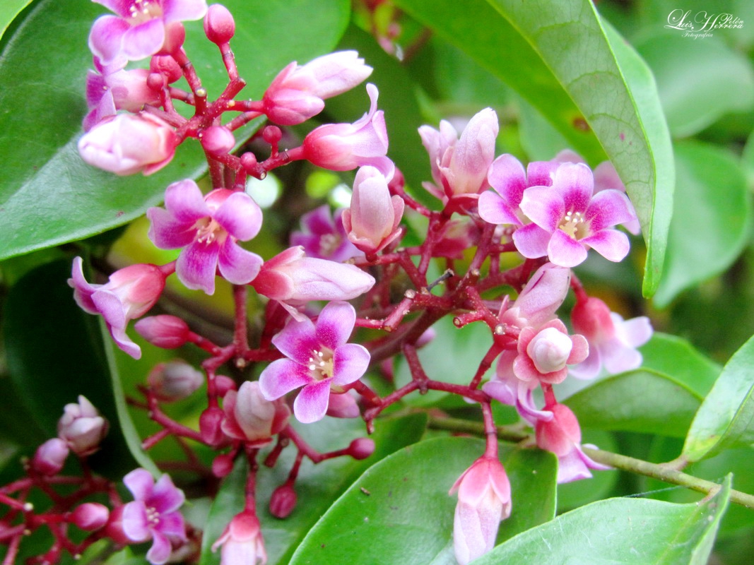 lrobertoherrera's tweet photo. #NaturalezaGuajira.  La hermosa flor de la Averrhoa Oxalidaceae Carambola O Fruta de Estrella (Torombolo). Vista en la Finca Monte Fresco, #Matitas, corredor agroindustrial. La #Guajira tierra donde el creador puso toda su Creatividad. https://t.co/in8n13p0N3