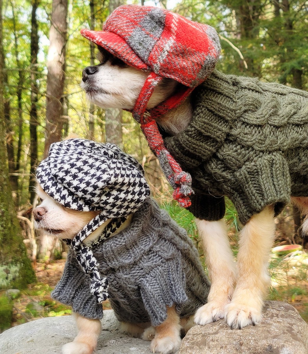 YeyushR's tweet photo. Blessed the #animals as they are also creations of the Divine Power. Blessed are those with personal integrity who respect the lives of animals.  Those who have pets should love them and show them the real meaning of affection.  Yeyush &amp; Renzo #yeyushandrenzo https://t.co/c1U388CRJq