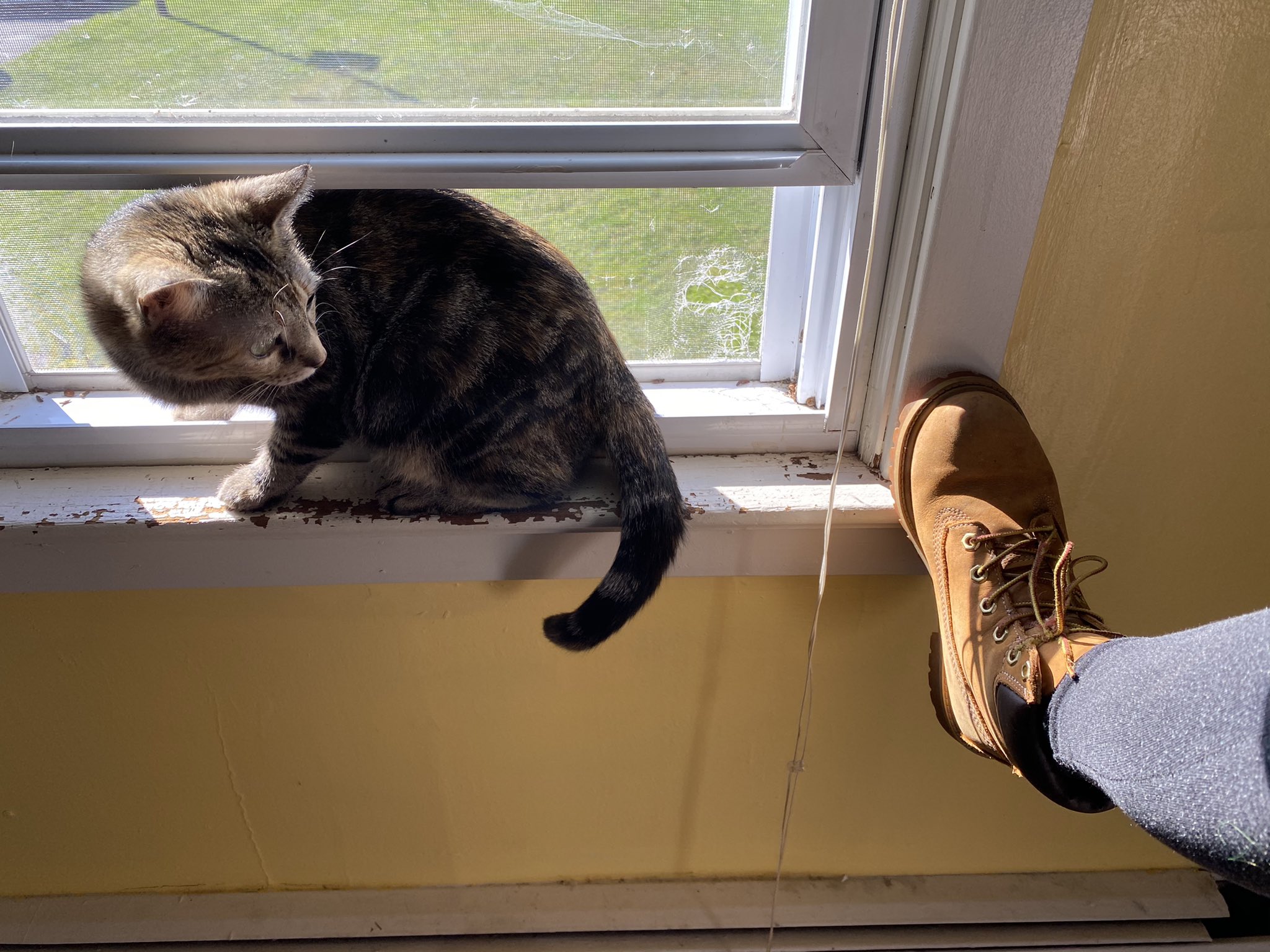 bee on X its timbs season i need new timbs tho these r my farm boots https t RfTM2RPvR7 X