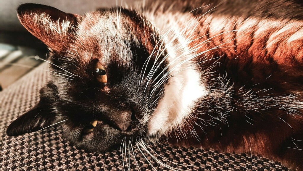 AgnomaliaP's tweet image. A to ten sam kotek co na poprzednim poście, tylko 13 lat później 😊 Dalej słodki i uroczy tylko troszkę większy i meeeeega leniwy 🐱⁠
.⁠
.⁠
.⁠
#kotek #kot  #cat #catlover #photooftheday #dachowiec  #instacat  #mojkot #mycat #milegodnia #niedziela #agnomalia_pl #czarnykot #…