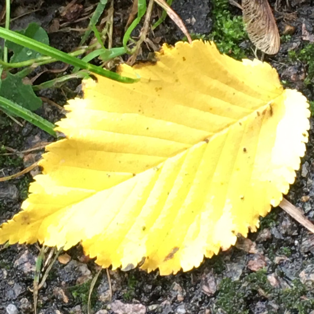 srjudithl's tweet photo. #autumn #raindrops #splashesofcolour #greydays #wetwetwet Looking for bright spots on a dull day. https://t.co/uszX5kG7T8