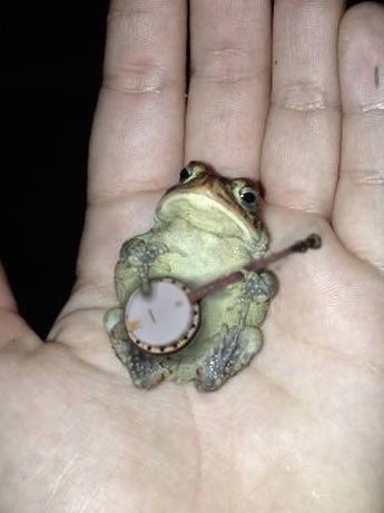 Harry Styles as frogs a wholesome thread <3