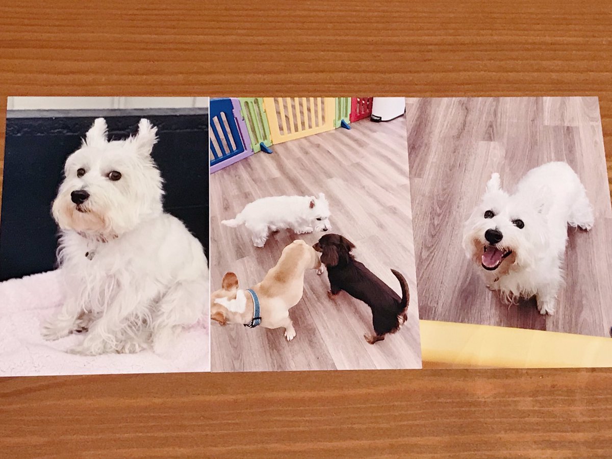 しめじ 数時間犬を預かってもらえるお店を利用したところ もらった写真が 深い絶望 仲間との出会い ウェーイ の3本立てですごくわかりやすかった