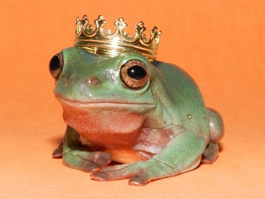 Harry Styles as frogs a wholesome thread <3