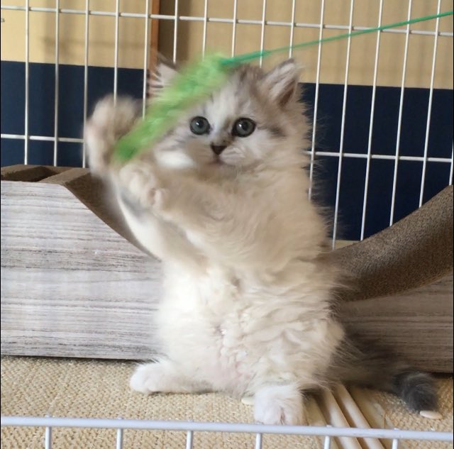 貧乏主人と高級猫 ラガマフィン Mii Ragamuffin Twitter