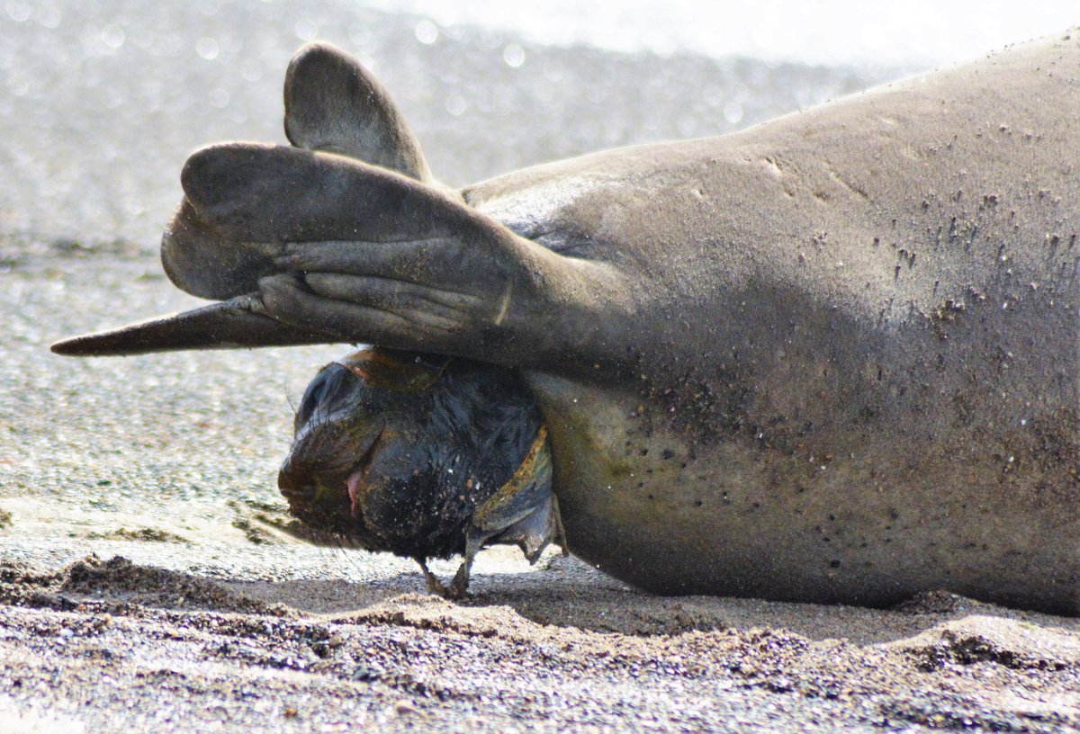 NelliOteroTw's tweet image. Fué un día inolvidable, de esos que no sabes si fotear, filmar, o dejar la cámara de lado y apreciar ese maravilloso momento,único, emocionante al ver este parto y la llegada de este nuevo ser. #naturaleza #fotografia #Chubut #patagonia #argentina