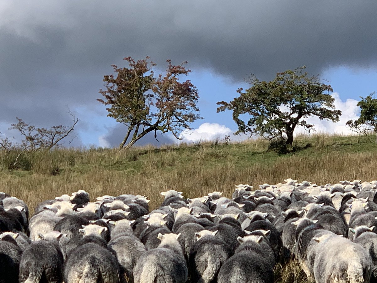 herdyshepherd1's tweet photo. https://t.co/ALbvawieV8