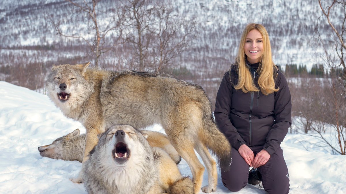 THE WOLF'S REINTRODUCTION TO THE USA AND UK - My Rewilding response to the JOE ROGAN PODCAST -Pls watch #rewilding #rewildusa facebook.com/watch/?v=70268… <a href="/joerogan/">Joe Rogan</a> #joerogandebate