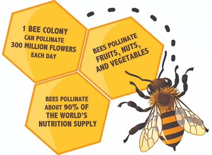 DivineHimalayan's tweet image. #SavetheBees The bee population is declining at a rapid rate and we need them for so many things! Imagine how expensive food would become! 🍒🍏🍇🍅🥑
#WeNeedThem  #Beework