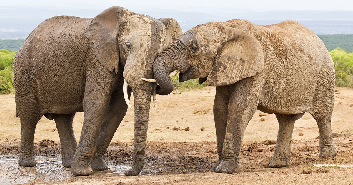 Hahaheehee Hahaheehee26 Twitter