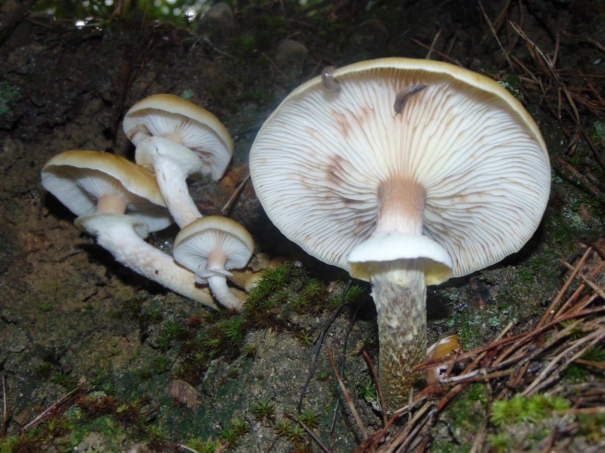 The 20th rule of the Mushroom Cult is to go in the woods and take pictures of mushrooms.
