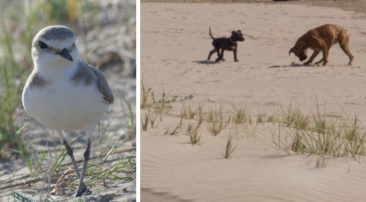 Can leisure and birds coexist on beaches?Dog walking on beaches is one of the human activities that has the greatest impact on the breeding of coastal birds. Open thread /: http://ow.ly/NGQ150BpSvF&nbsp;;  http://ow.ly/1jm150BpSFY&nbsp; @WaderStudy  @nature_org  @_BTO  @britishbirds