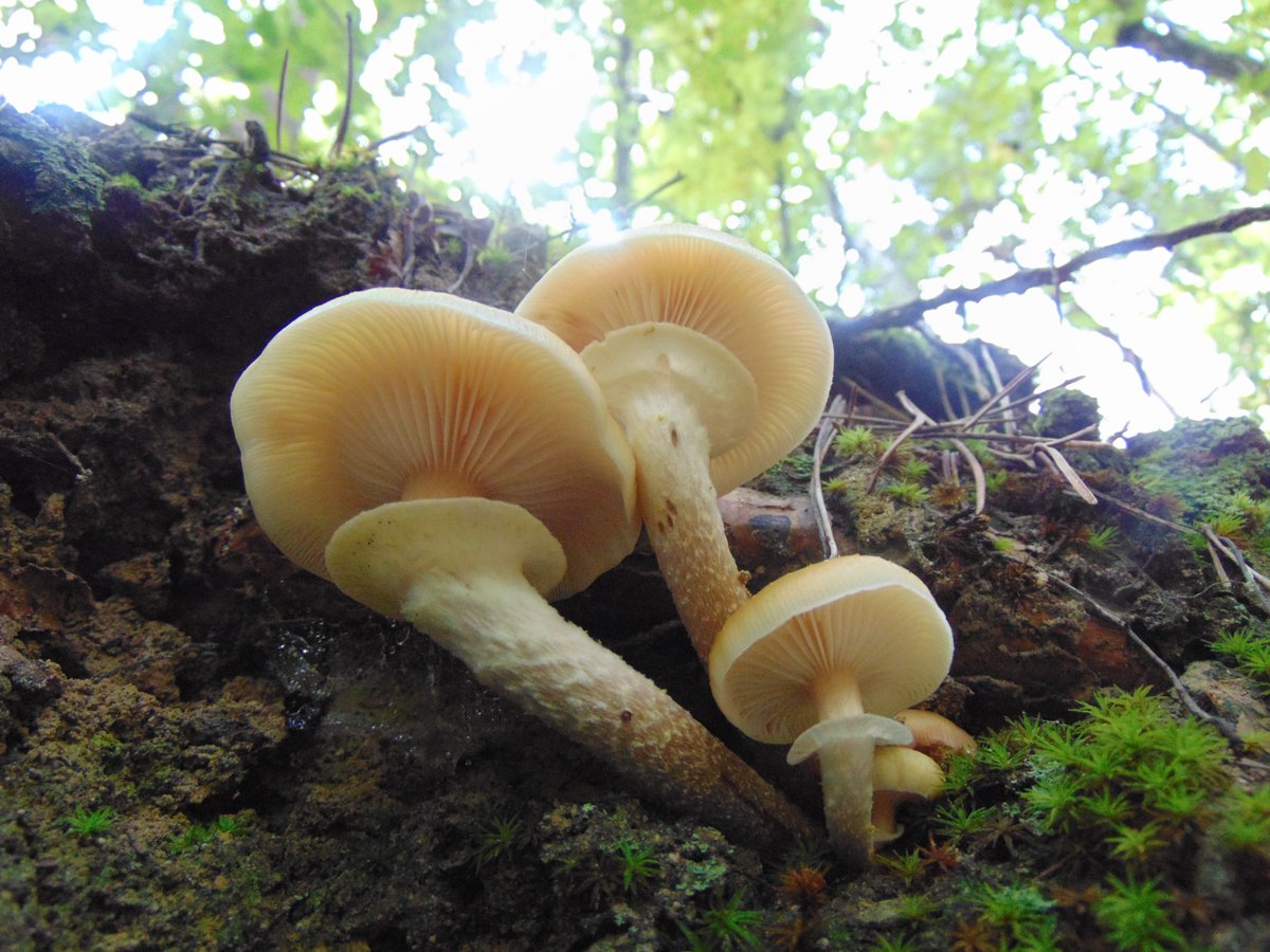 The 20th rule of the Mushroom Cult is to go in the woods and take pictures of mushrooms.
