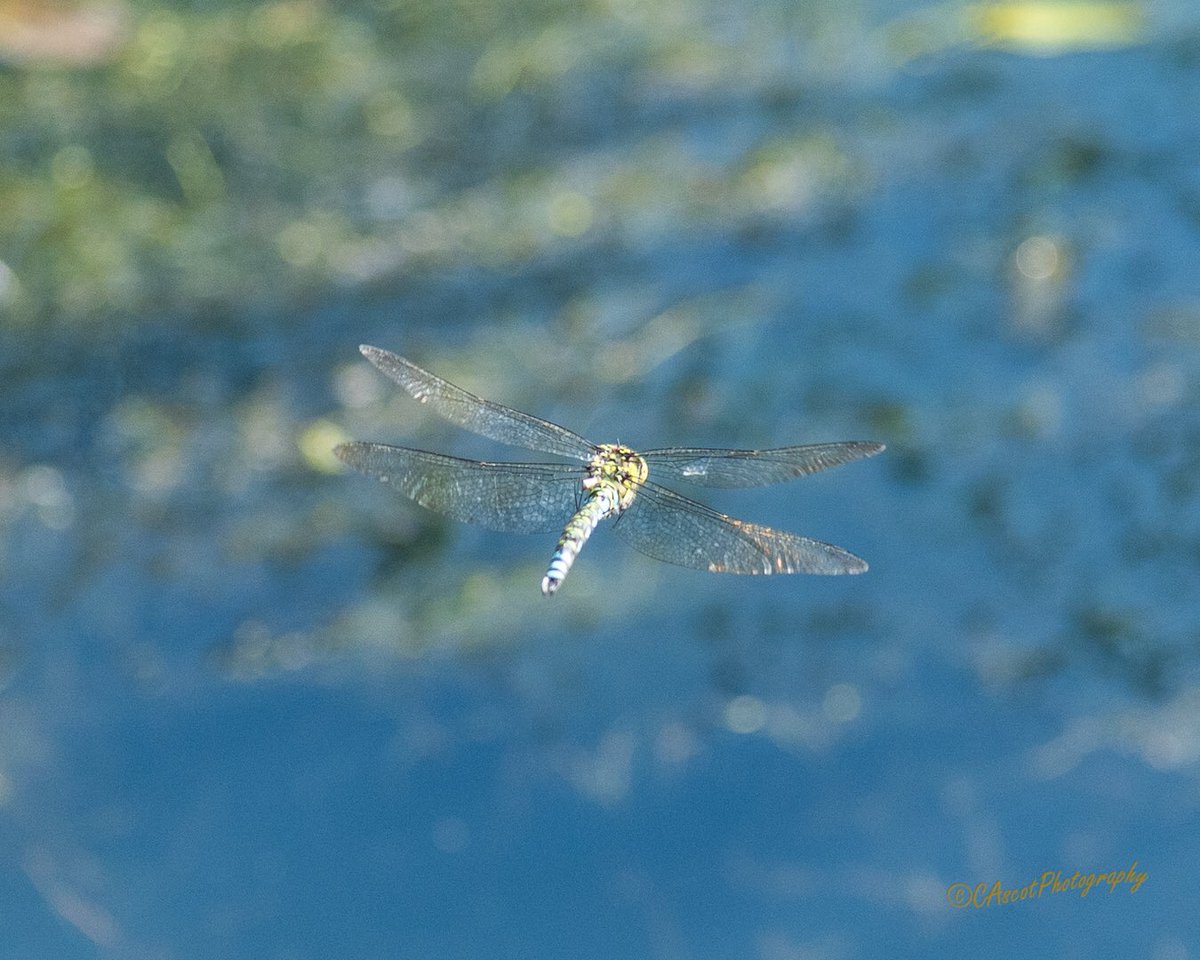 Dragonflies can be tricky little things to photograph at the best of times. 
#nikond780 120mm 1/1600s f/4.0 ISO 1000