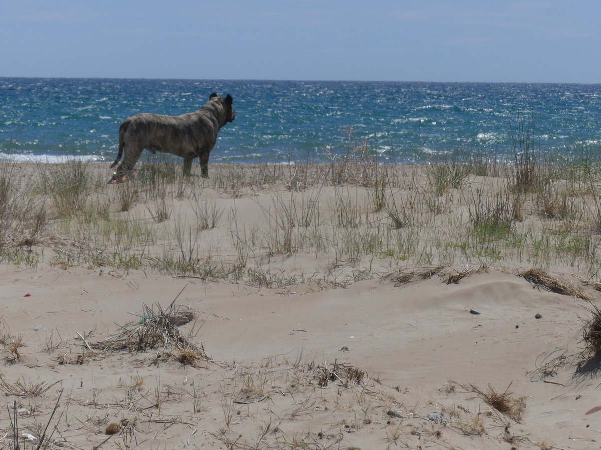  But dog walking on the beach, although generally prohibited, is the recreational activity that has been shown to have the greatest impact on incubating birds.