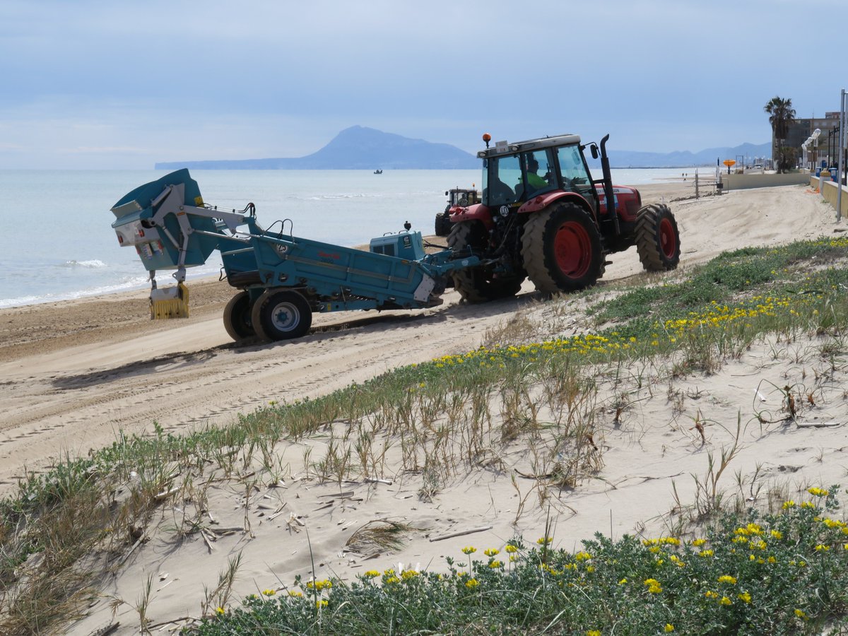  These nesting areas are altered by beach cleaning with heavy machinery, that periodically removes the tidal debris where birds usually nest.