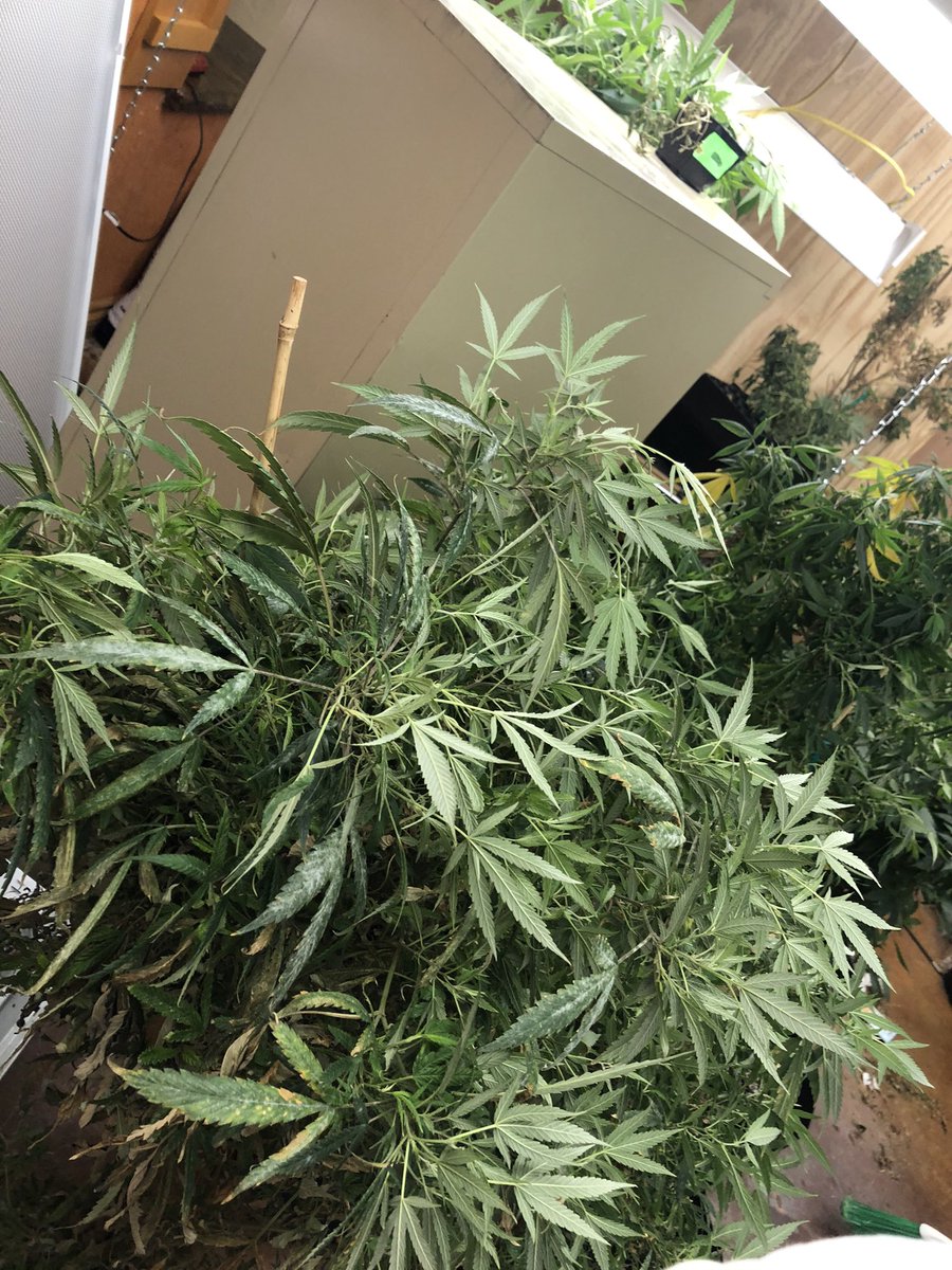 Blessed7776's tweet image. Just another great day at work  got to work on the baby’s 🍃💚🖤🔥🦾👅#growingtree #stoner #highlife #Bitcoin #sundayvibes