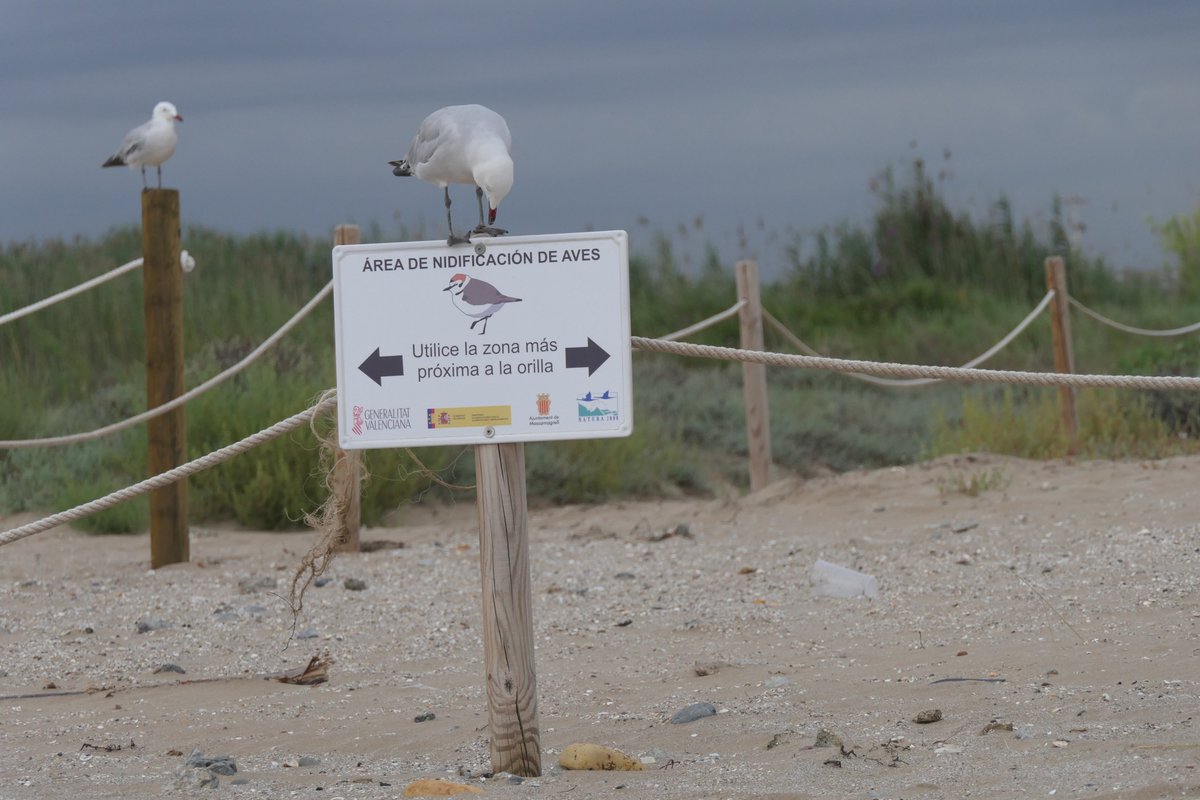 But not all animals interpret signage that restrict access within fenced enclosures in the same way.