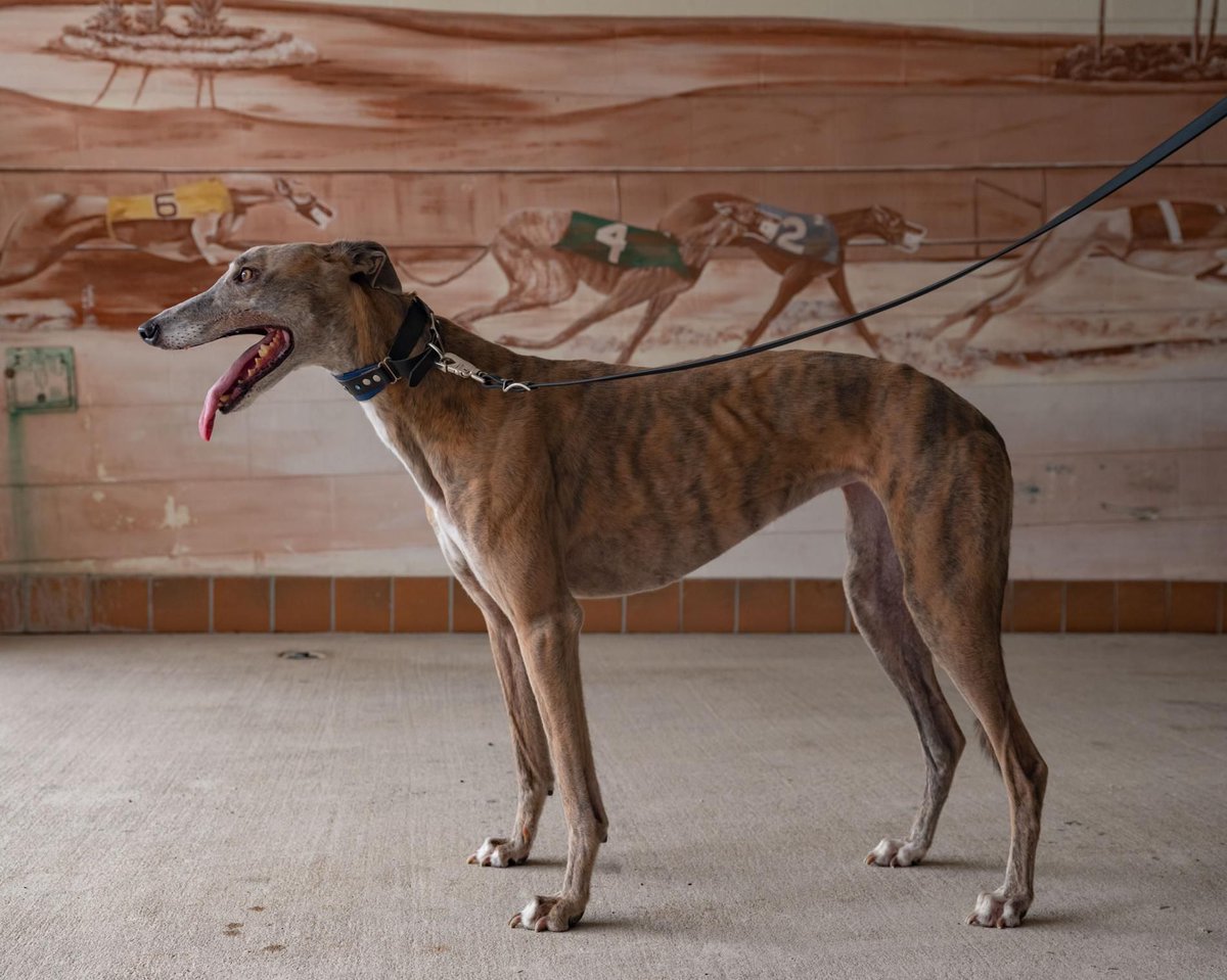 The era of greyhound racing in the U.S. is coming to an end - buff.ly/33tMX1T #shutitdown #greyhound #activism #politics #animalabuse