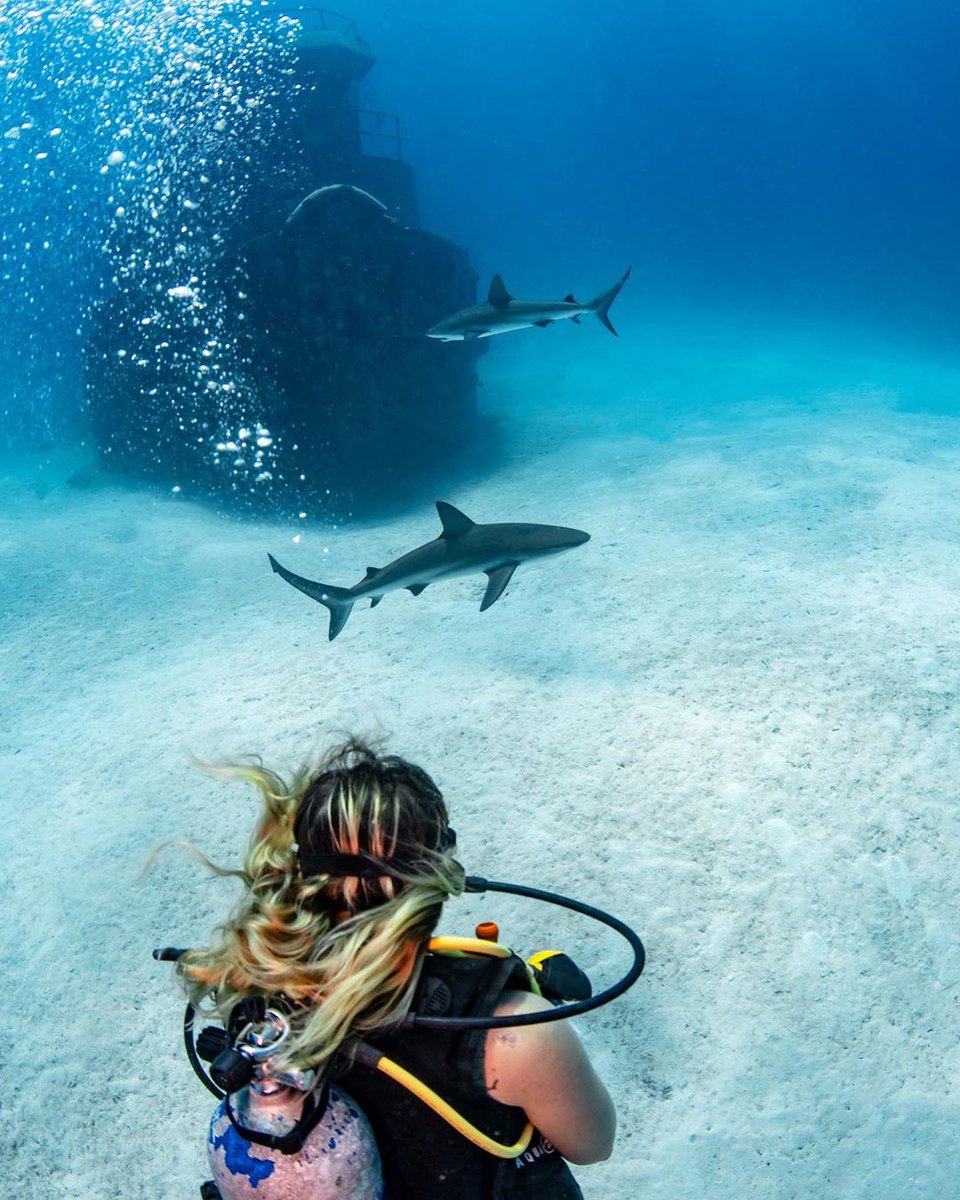 PADI's tweet image. In honor of #worldanimalday, tell us what your most memorable marine animal encounter has been! 📷: @piachichile